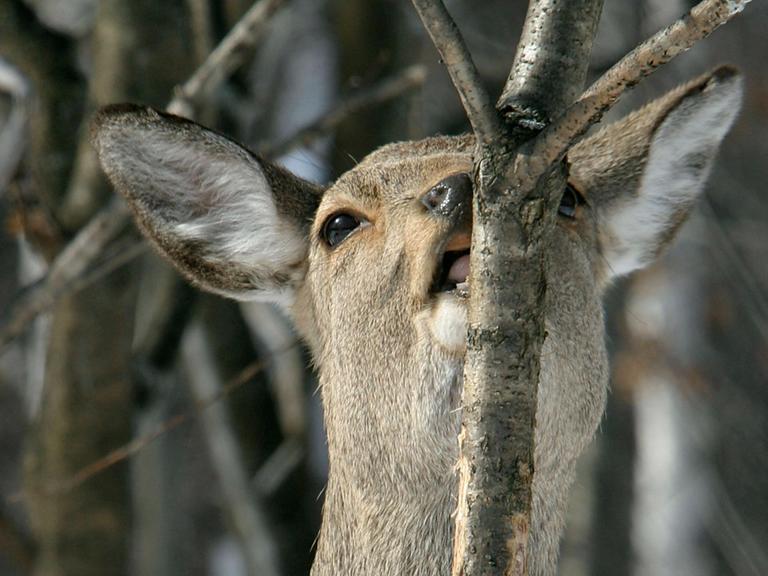 Ein Sikahirsch knabbert an einer Baumrinde