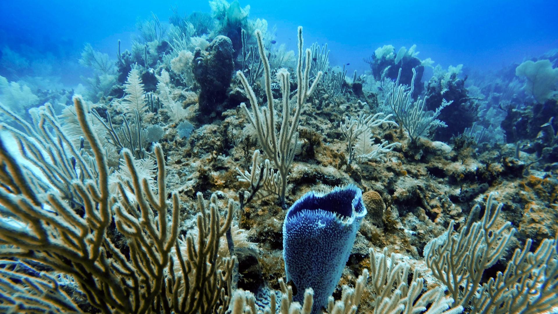 Korallen am Meeres-Grund