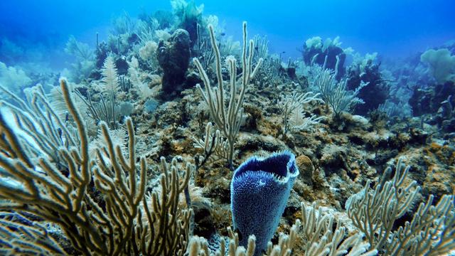 Korallen am Meeres-Grund