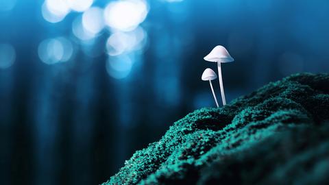 Zwei Pilze stehen in bläulichem Licht auf grünlichem Moos im Wald.