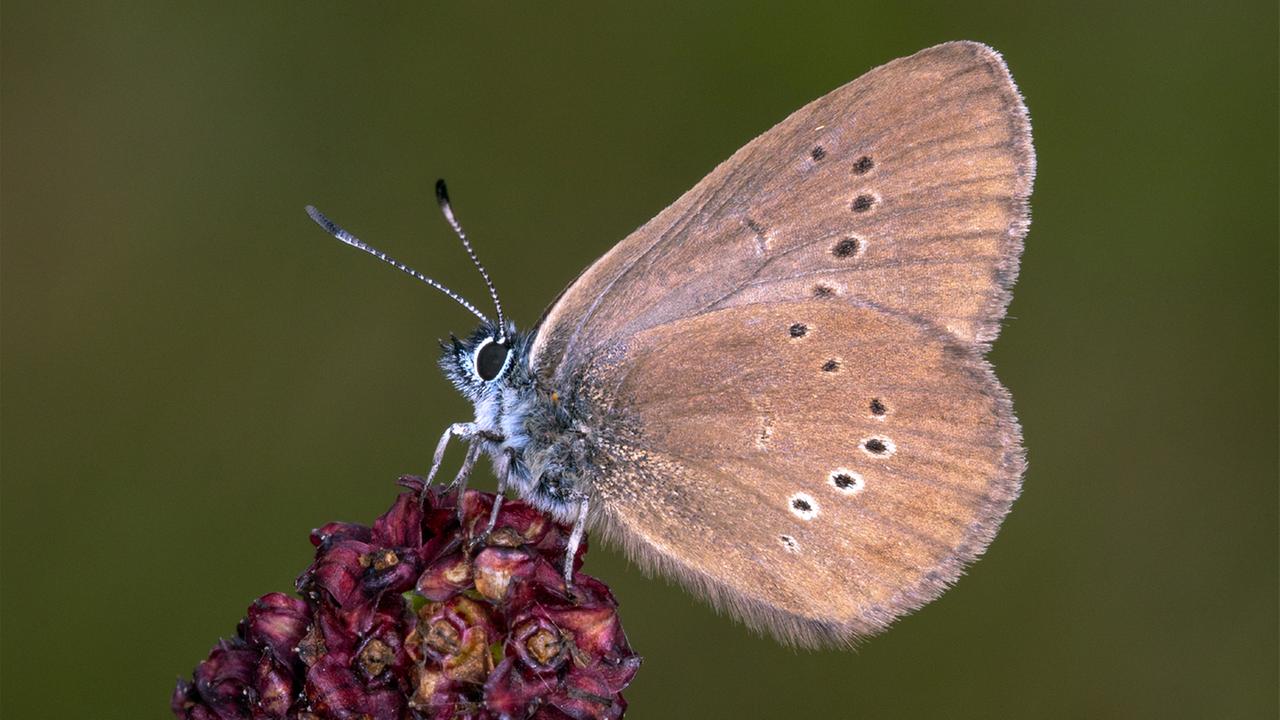 Ein Dunkler Wiesenknopf-Ameisenbläuling sitzt auf einer Blume.