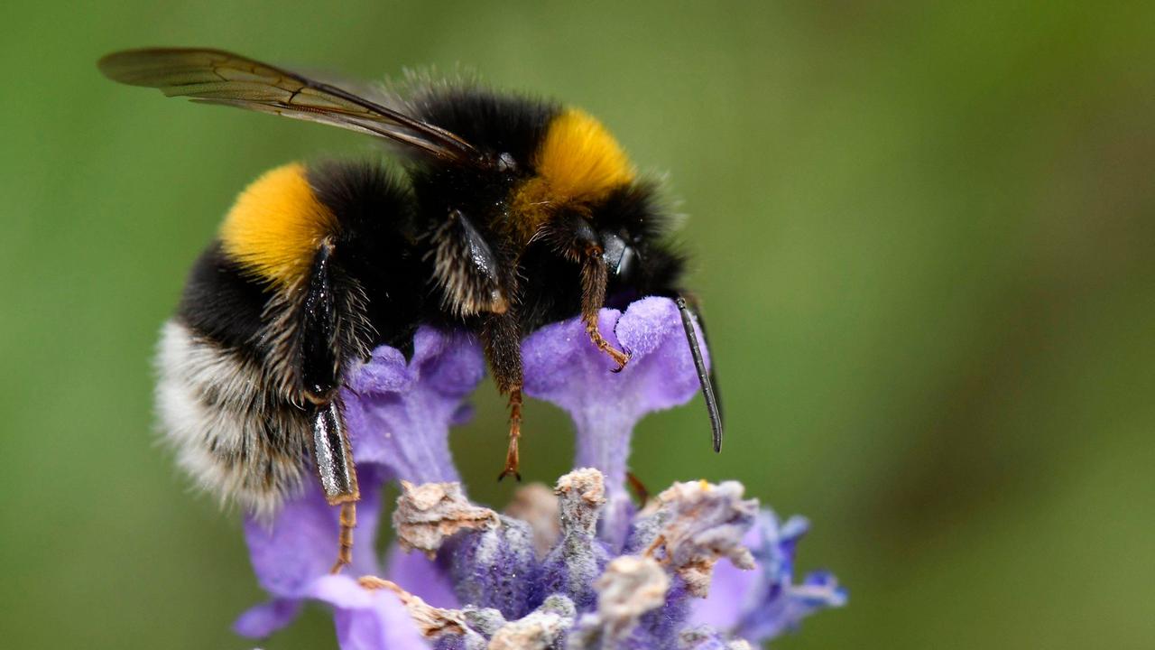 Eine dunkle Erdhummel sitzt auf einer Lavendelblüte.