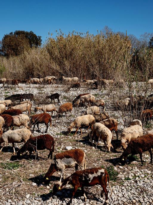 Schafe grasen auf dem trockenen Flussbett des Fluvia im Norden Kataloniens in Spanien, 2024.