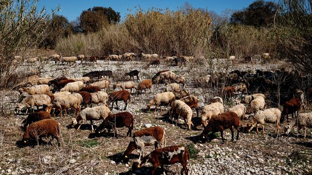 Schafe grasen auf dem trockenen Flussbett des Fluvia im Norden Kataloniens in Spanien, 2024.