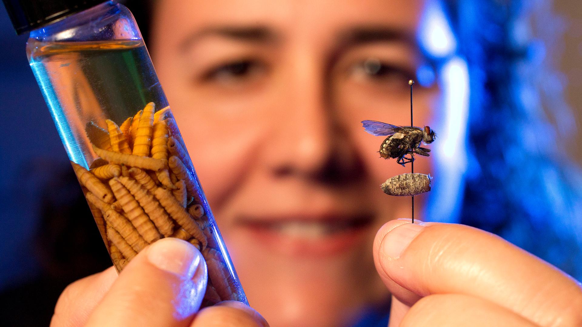 Eine Entomologin präsentiert Larven in einem Glas und eine aufgespießte Fliege.