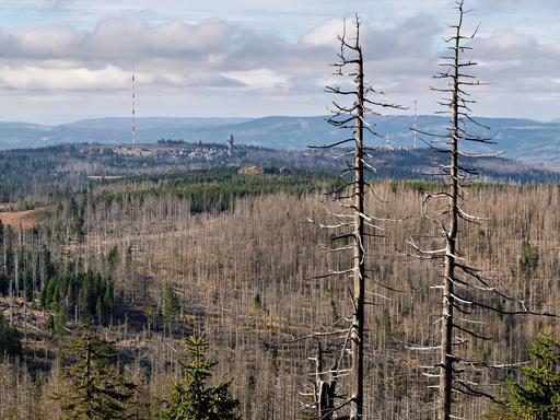 Blick auf einen toten Wald, abgestorbene Bäume.