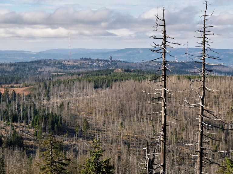 Blick auf einen toten Wald, abgestorbene Bäume.