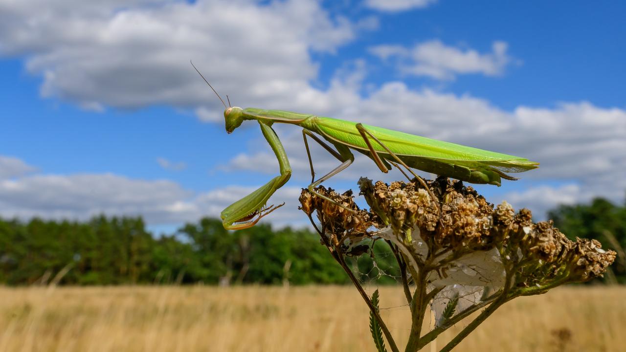 Eine grellgrüne Europäische Gottesanbeterin (Mantis religiosa) ist auf einer vertrockneten Blüte zu sehen.