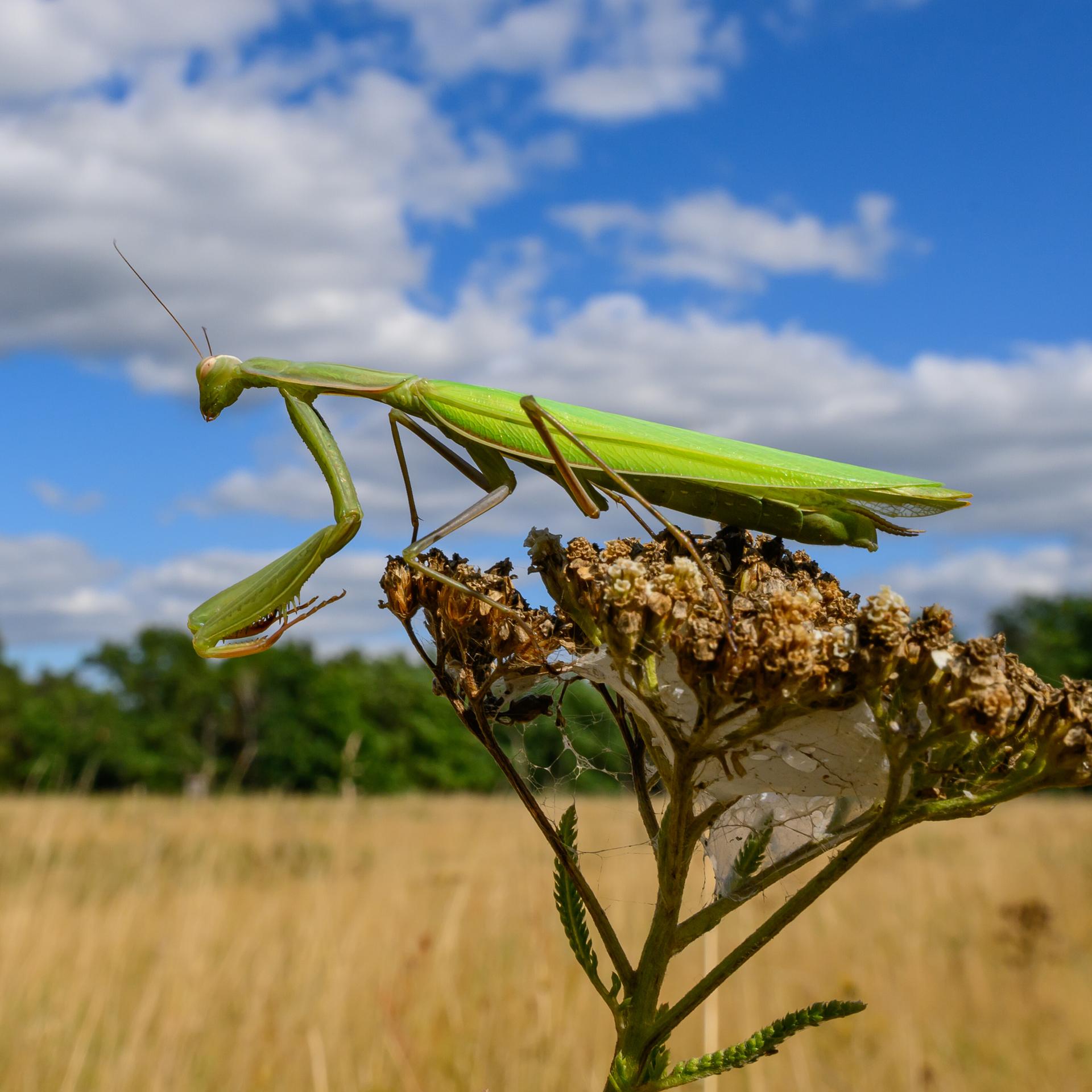 Eine grellgrüne Europäische Gottesanbeterin (Mantis religiosa) ist auf einer vertrockneten Blüte zu sehen.