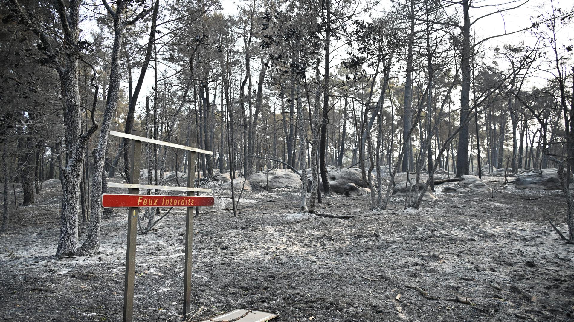Frankreich, Fontainebleau: Verkohlte Bäume nach einem Waldbrand in der Region des Waldes von Fontainebleau südlich von Paris. Frankreich, Fontainebleau: Verkohlte Bäume nach einem Waldbrand in der Region des Waldes von Fontainebleau südlich von Paris.