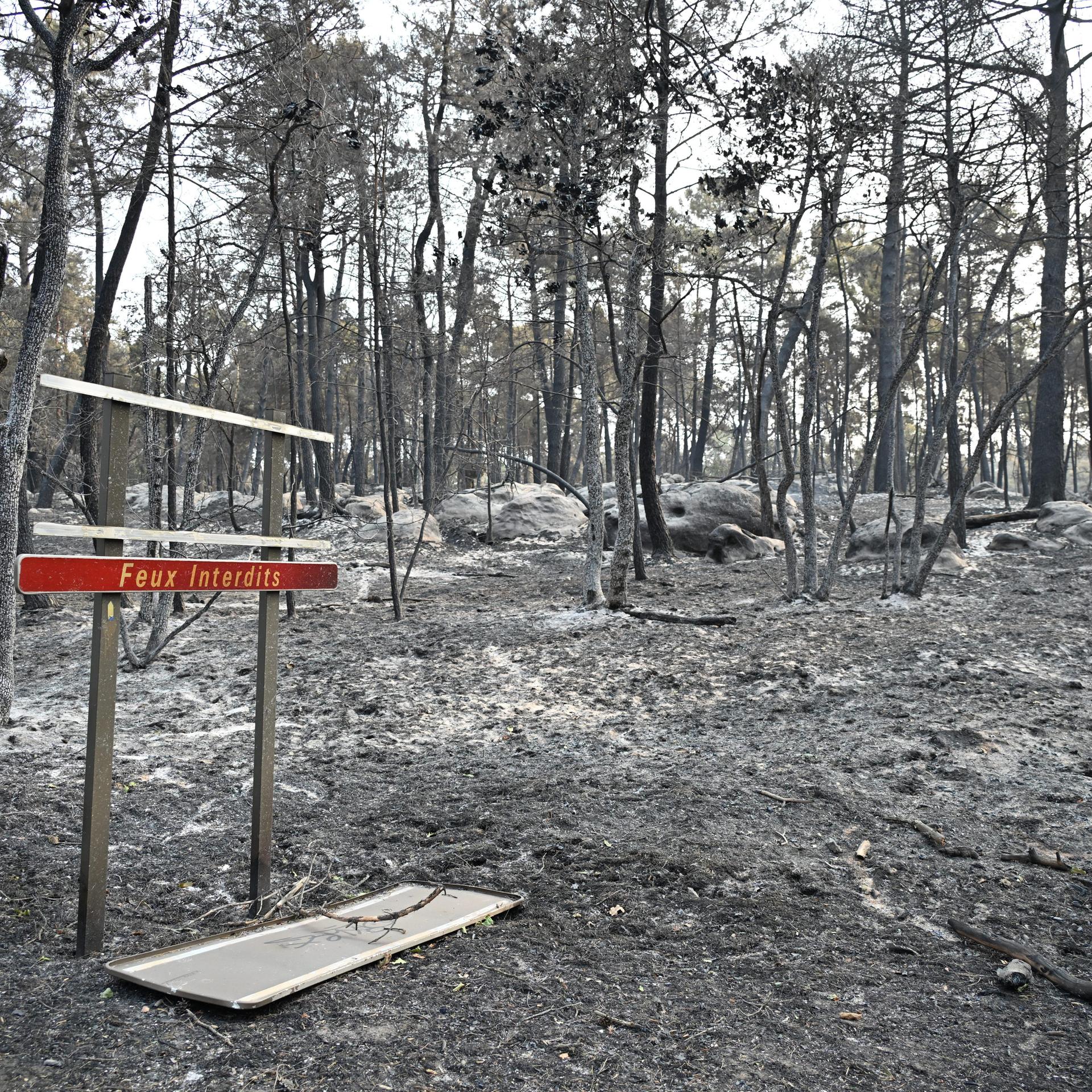Frankreich, Fontainebleau: Verkohlte Bäume nach einem Waldbrand in der Region des Waldes von Fontainebleau südlich von Paris. 