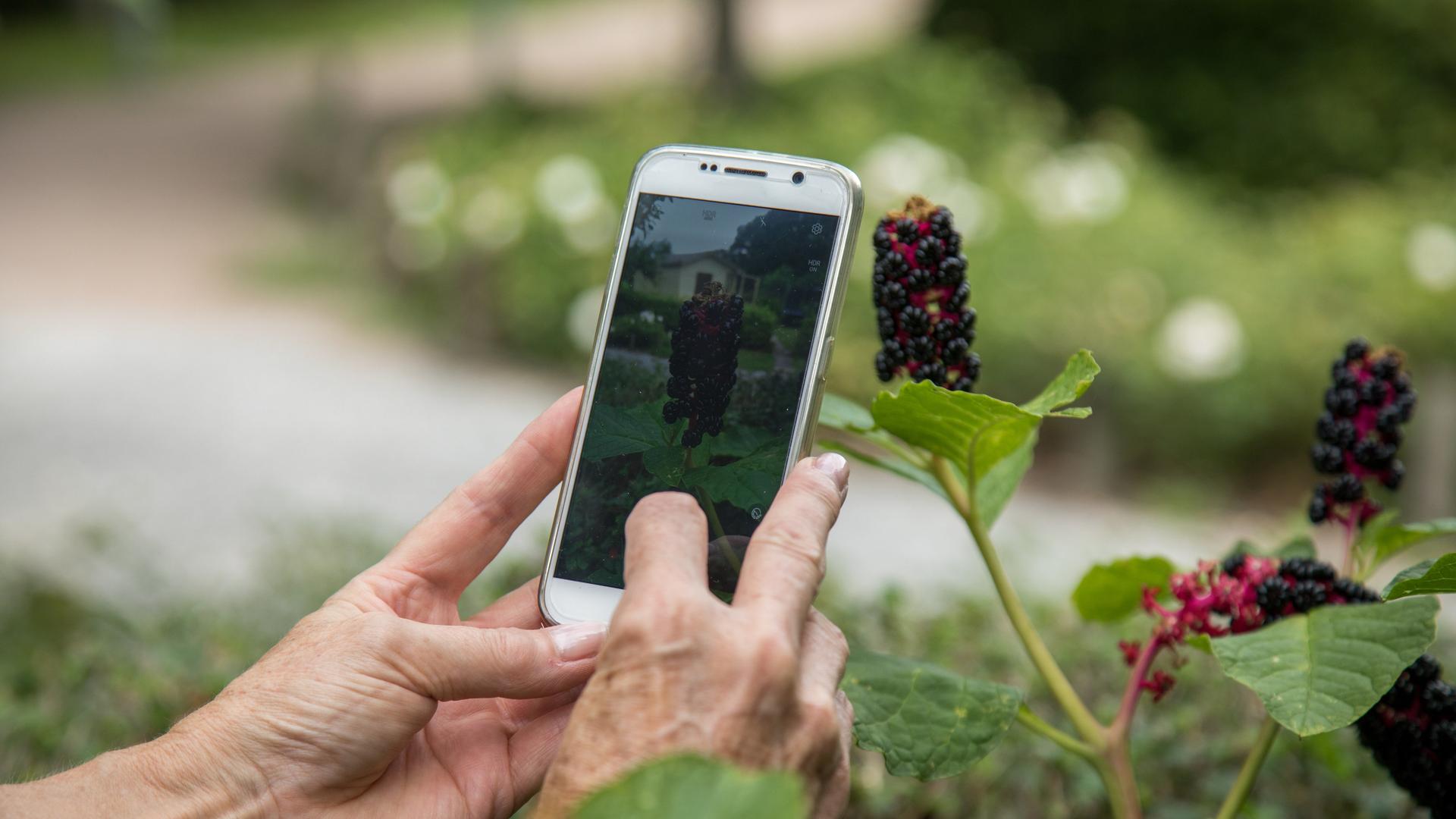 Frauenhände halten ein Smartphone und fotografieren eine Pflanze ab.