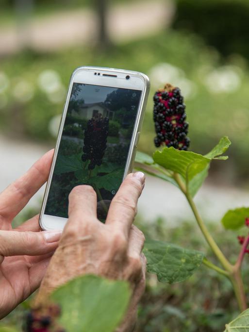 Frauenhände halten ein Smartphone und fotografieren eine Pflanze ab.