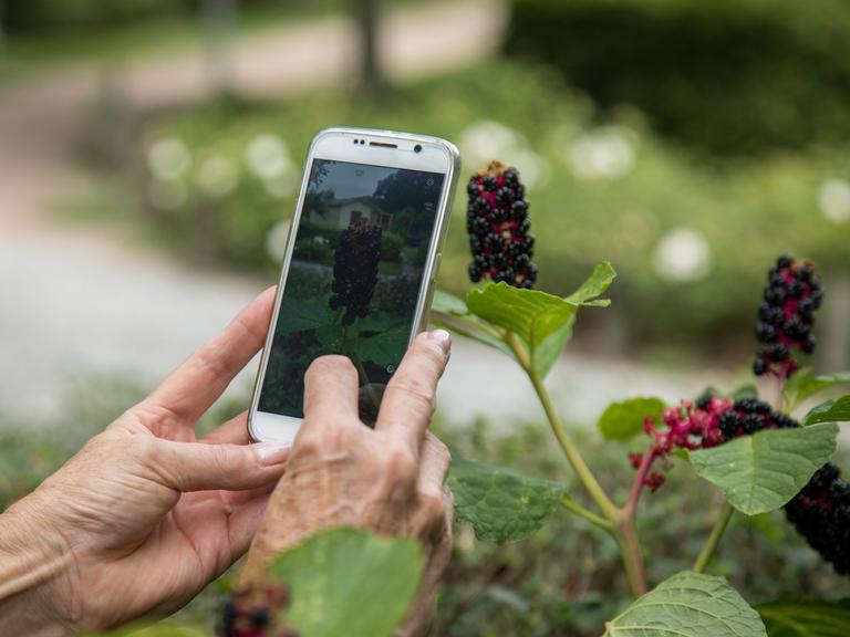 Frauenhände halten ein Smartphone und fotografieren eine Pflanze ab.