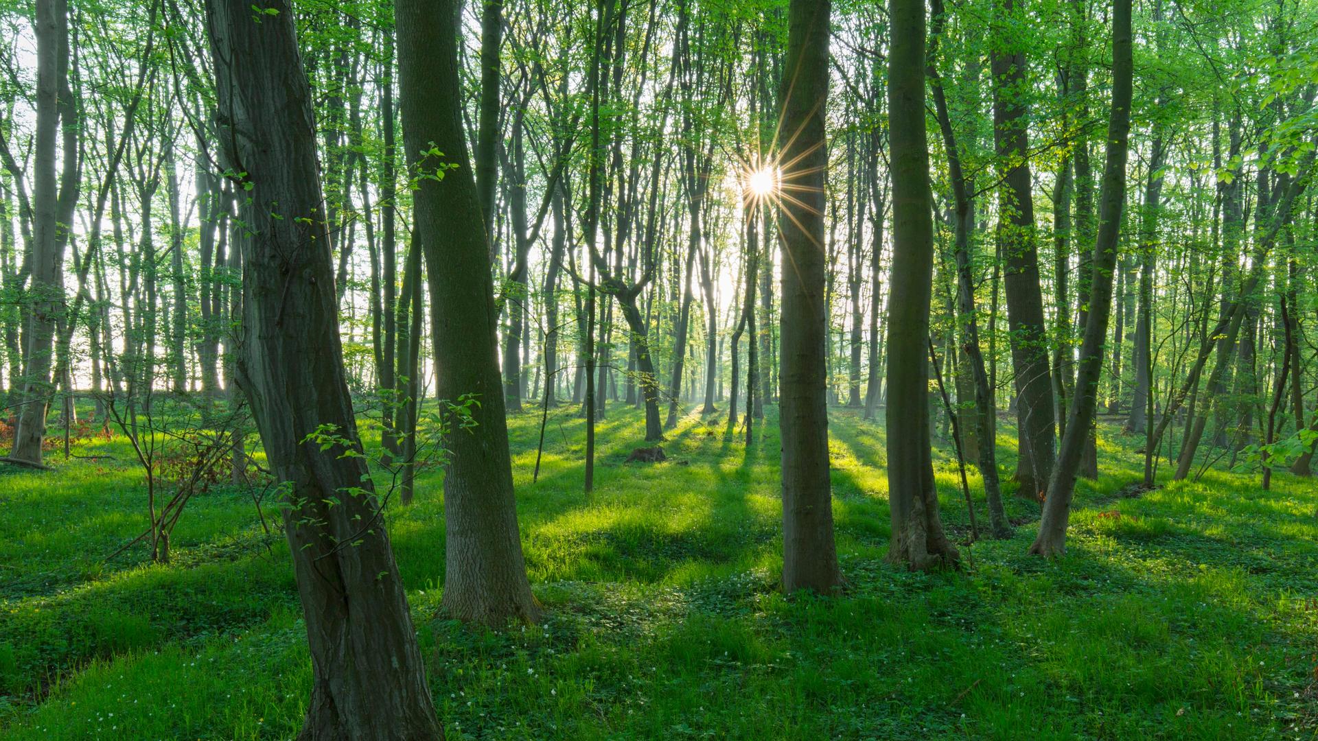 Sonnenstrahlen fallen durch einen frühlingshaften Buchenwald.