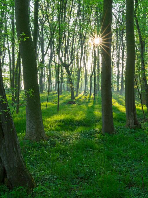 Sonnenstrahlen fallen durch einen frühlingshaften Buchenwald.