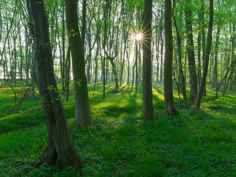 Sonnenstrahlen fallen durch einen frühlingshaften Buchenwald.