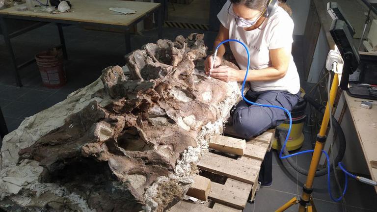 Eine Frau präpariert die Wirbel des entdeckten Langhalssauriers.