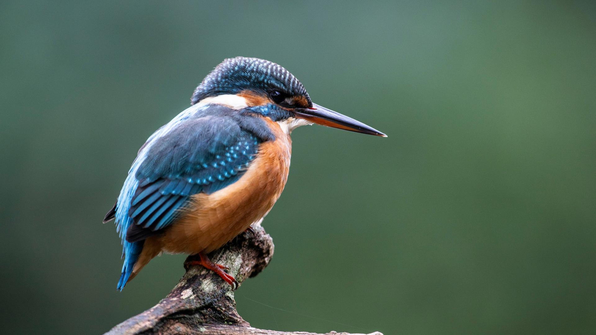 Eisvogel sitzt auf einem vertrockneten Ast, Emsland, Niedersachsen