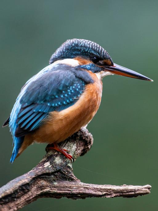 Eisvogel sitzt auf einem vertrockneten Ast, Emsland, Niedersachsen