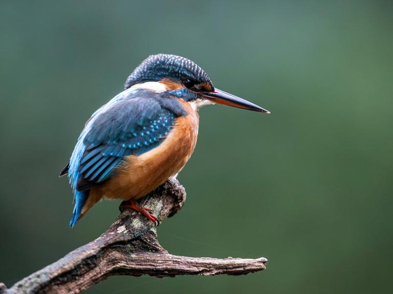 Eisvogel sitzt auf einem vertrockneten Ast, Emsland, Niedersachsen