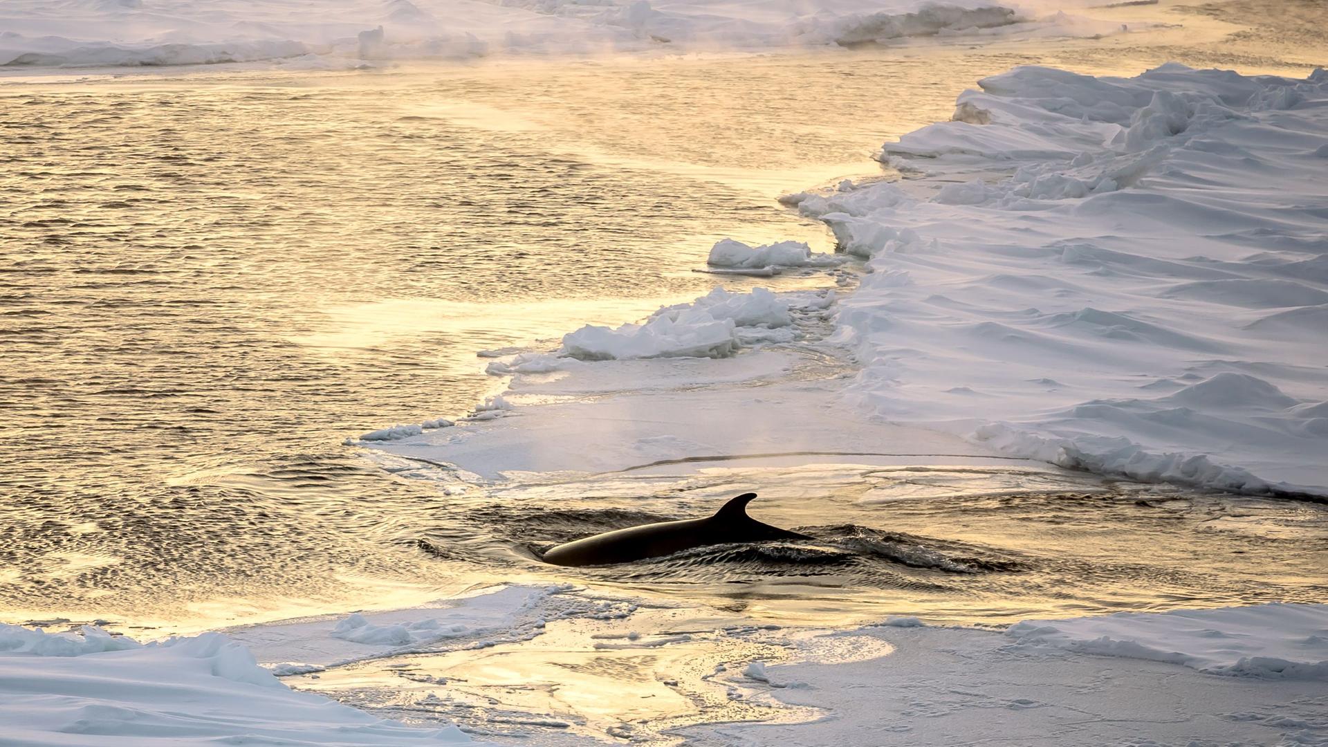 Mehrere Zwergwale, die zwischen Eisstollen tauchen, im antarktischen Südpolarmeer. 