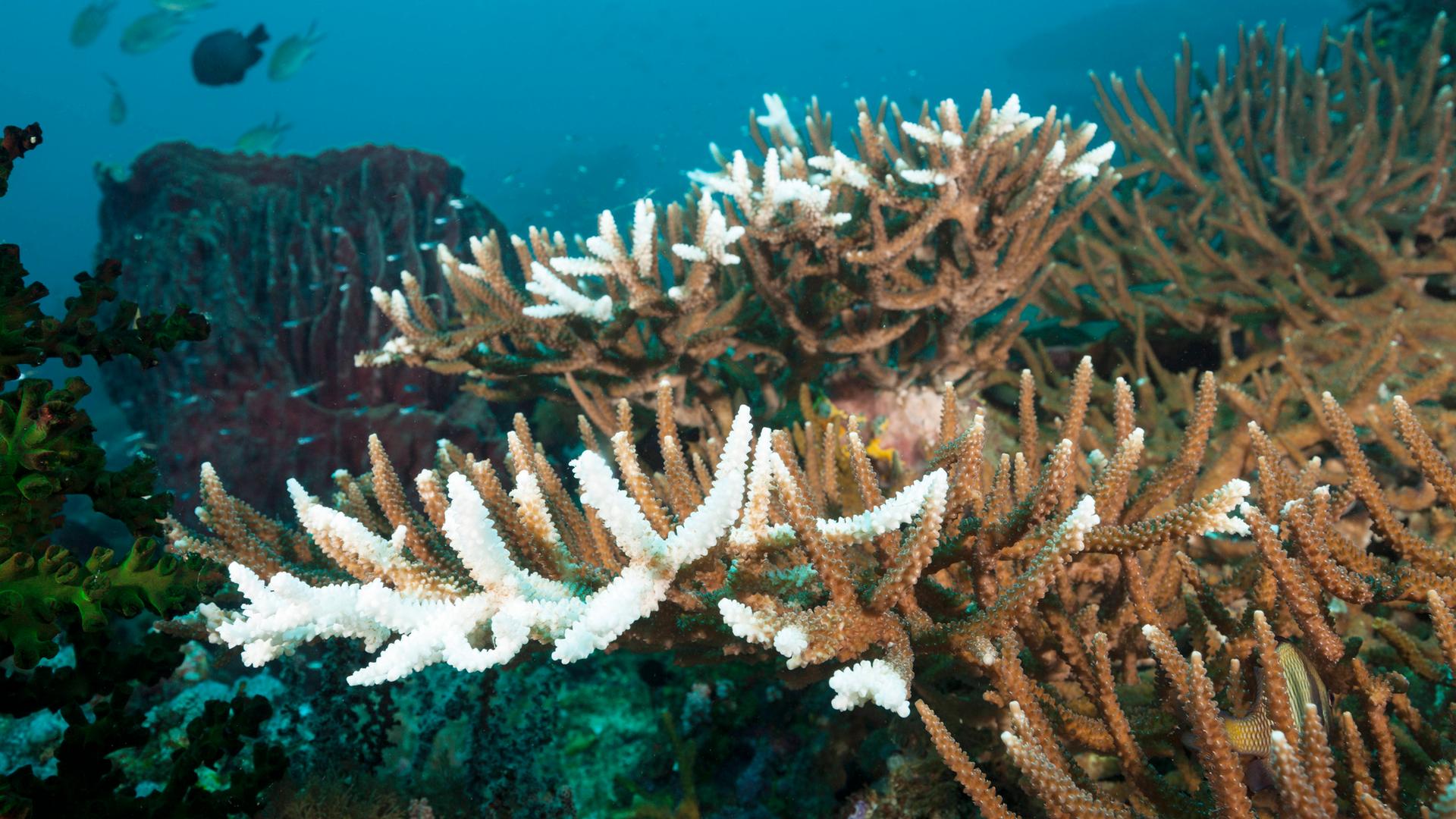 Eine Unterwasseraufnahme zeigt Korallen mit weißen Spitzen im Ozean.
