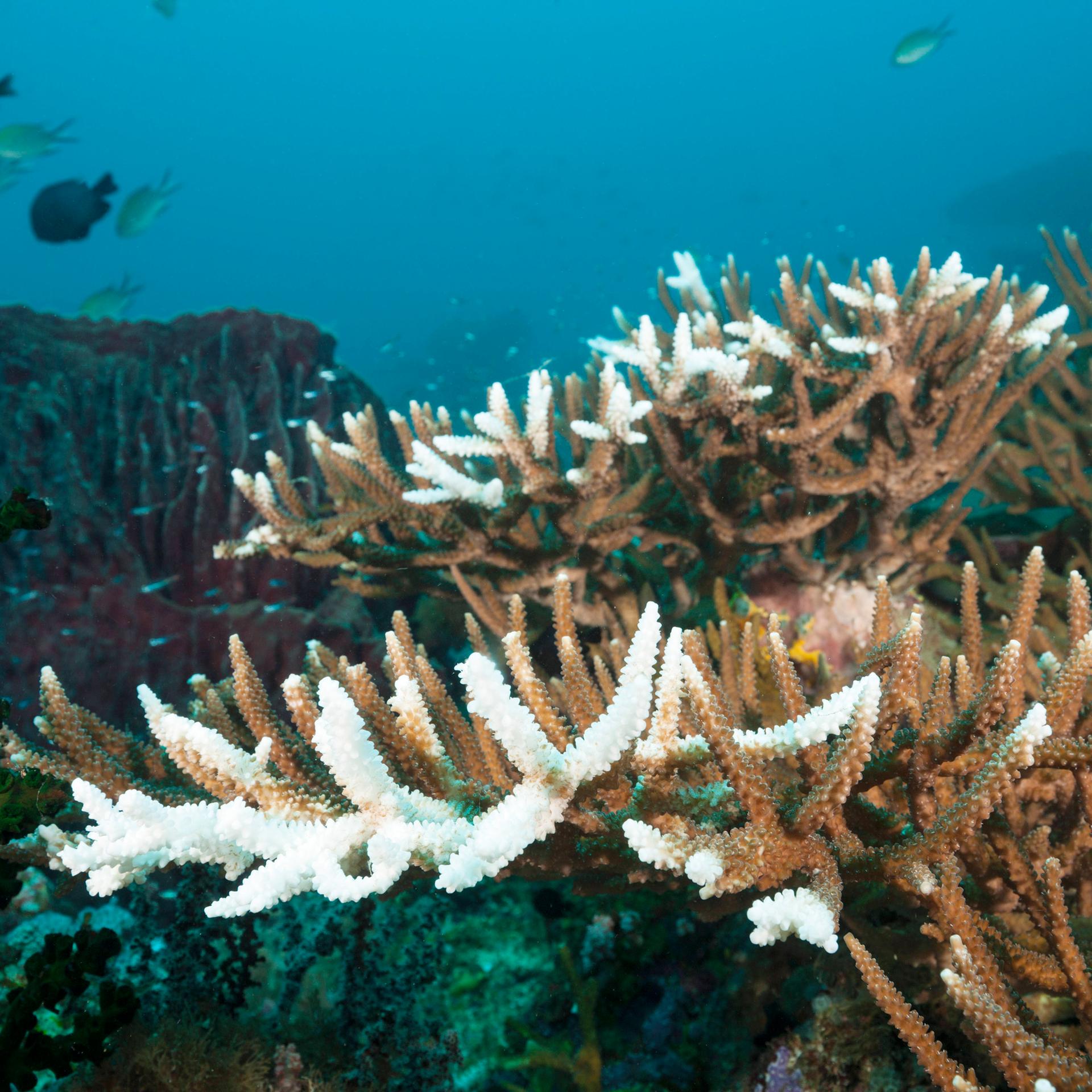Korallenbleiche - Großeinsatz für die Forschung am Great Barrier Reef