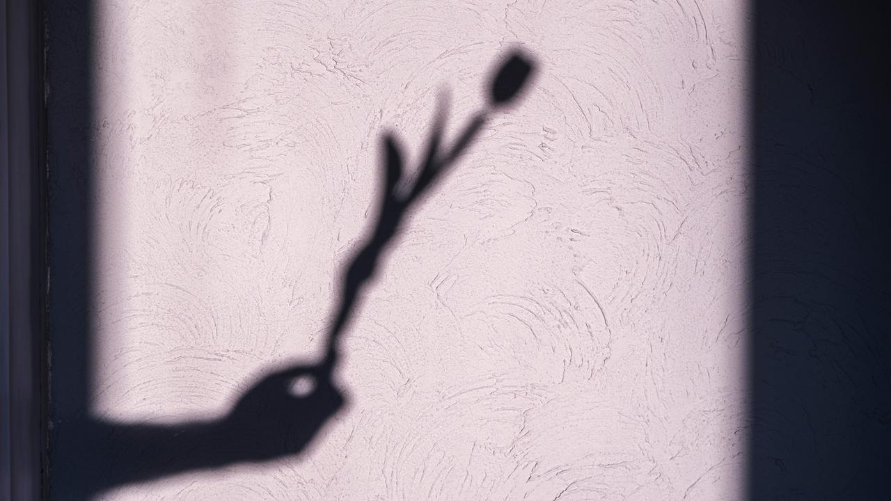 Der Schatten einer zarten Tulpe, die eine Hand hält,  hebt sich kunstvoll von einer Wand mit sanfter Struktur ab.