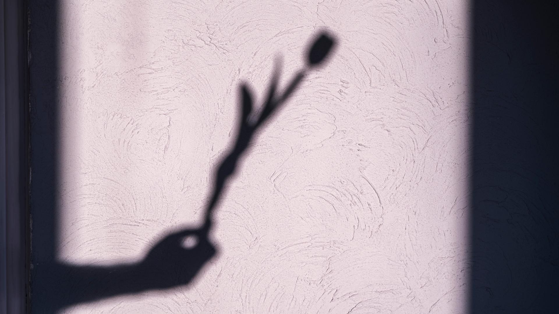 Der Schatten einer zarten Tulpe, die eine Hand hält, hebt sich kunstvoll von einer Wand mit sanfter Struktur ab. Der Schatten einer zarten Tulpe, die eine Hand hält, hebt sich kunstvoll von einer Wand mit sanfter Struktur ab.