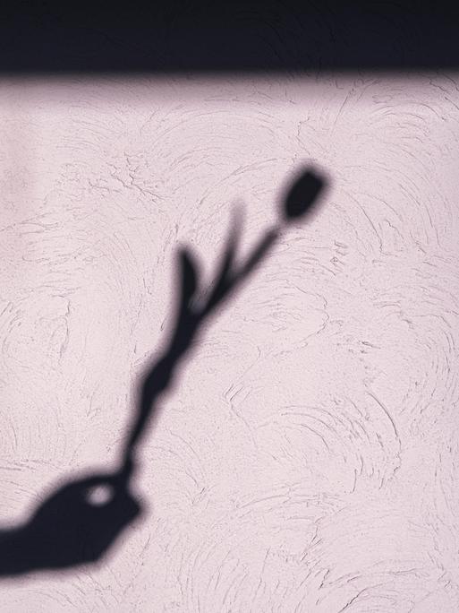 Der Schatten einer zarten Tulpe, die eine Hand hält, hebt sich kunstvoll von einer Wand mit sanfter Struktur ab. Der Schatten einer zarten Tulpe, die eine Hand hält, hebt sich kunstvoll von einer Wand mit sanfter Struktur ab.