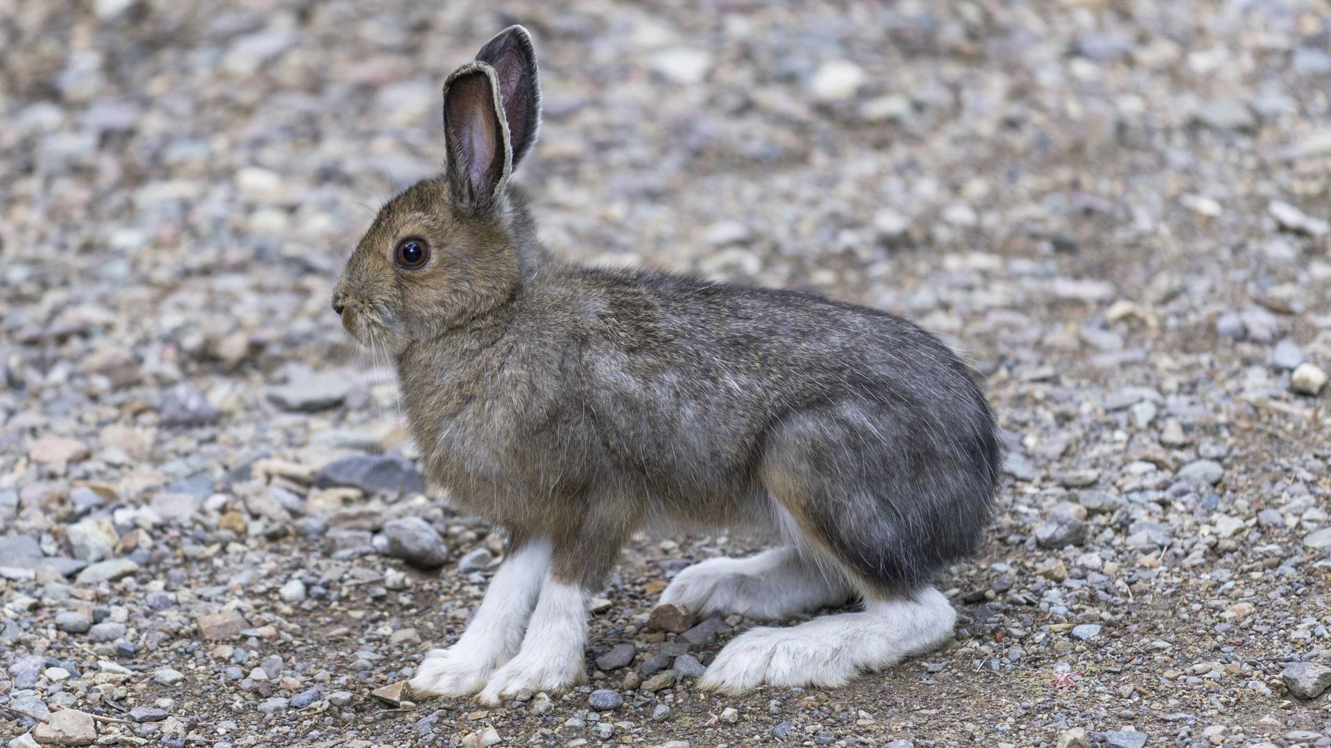 Ein Hase mit weißen Beinen und braunem Oberkörper