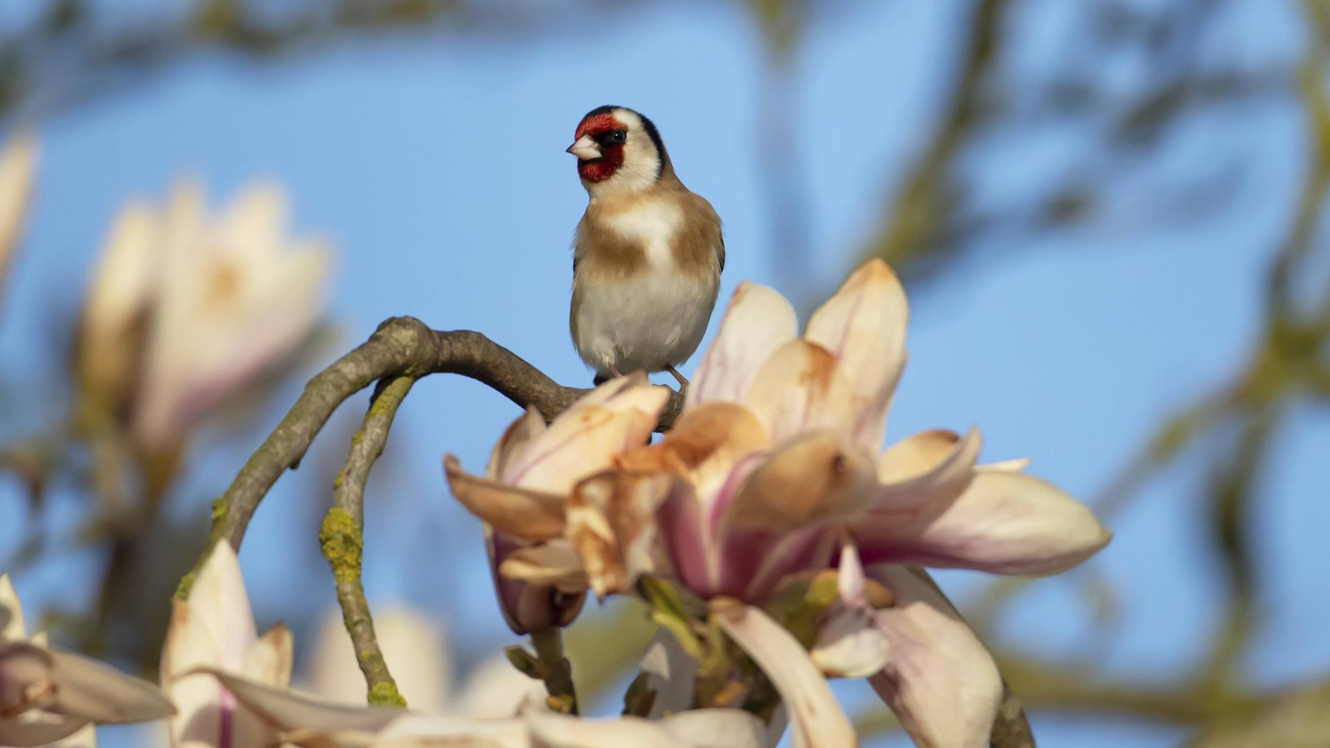 Ein Stieglitz in einem blühenden Magnolienbaum im Frühling, England, Großbritannien