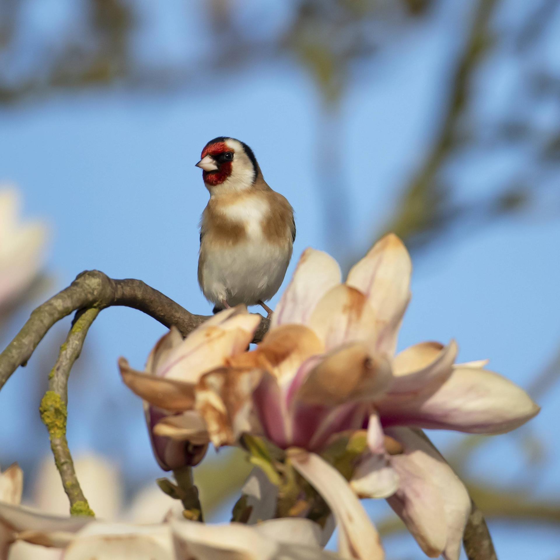 Kinderhörspiel und Geschichten - Frühling lässt sein blaues Band wieder flattern durch die Lüfte