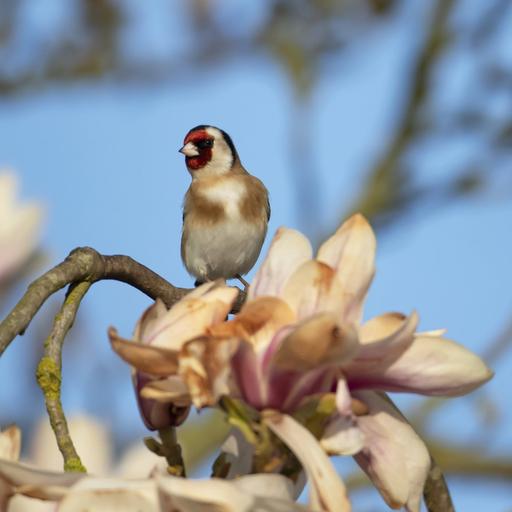 Ein Stieglitz in einem blühenden Magnolienbaum im Frühling, England, Großbritannien