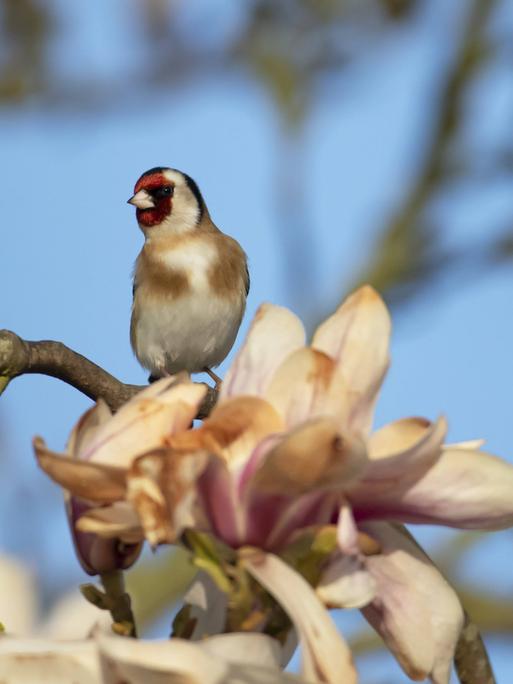 Ein Stieglitz in einem blühenden Magnolienbaum im Frühling, England, Großbritannien