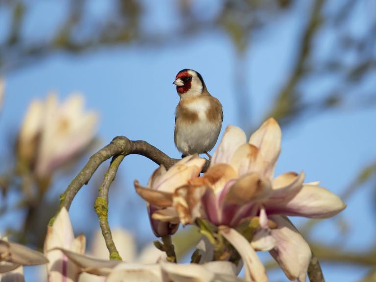 Ein Stieglitz in einem blühenden Magnolienbaum im Frühling, England, Großbritannien