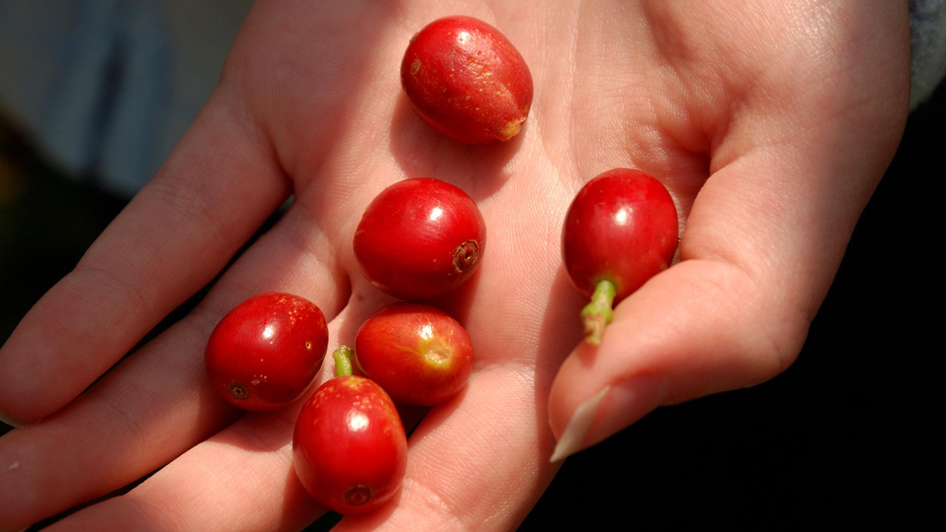 Kona-Kaffeebohnen von der hawaiianischen Insel "Big Island"