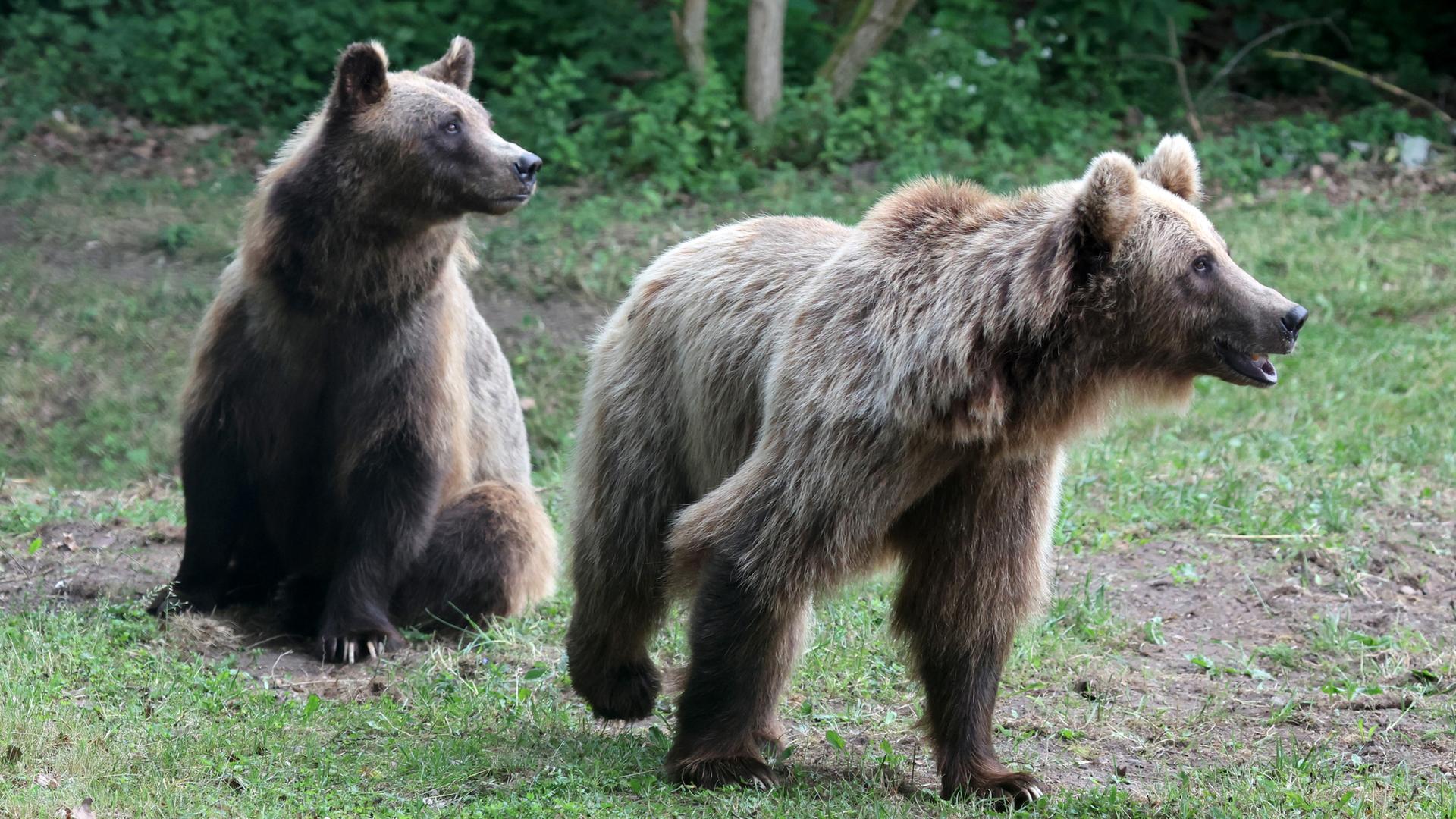 Die beiden Braunbären Lelya und Dasha aus der Ukraine erkunden im Bärenwald Müritz ihr neues Zuhause. Die beiden Braunbären Lelya und Dasha aus der Ukraine erkunden im Bärenwald Müritz ihr neues Zuhause.