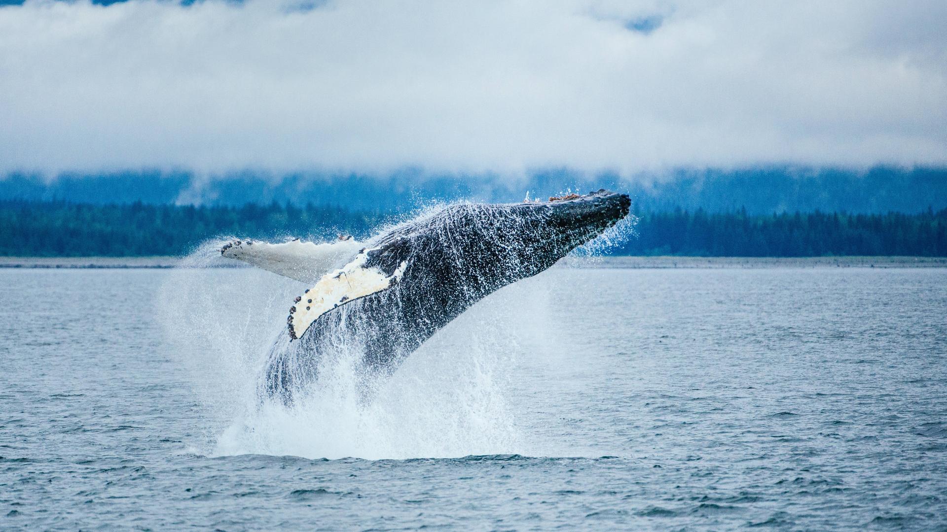 Ein Buckel-Wal in Alaska springt aus dem Wasser vor schnee-bedeckten Gipfeln.