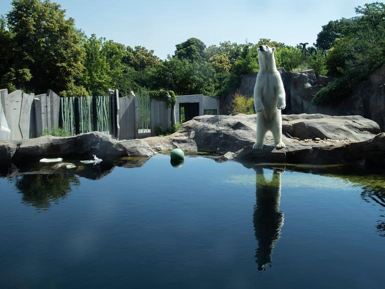Zu sehen ist ein Polarbeer in einem Zoo, der auf den Hinterbeinen steht. 