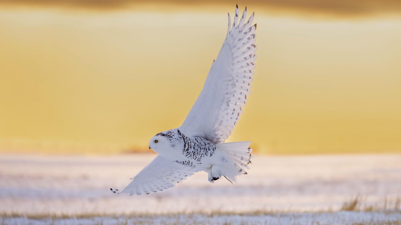 Das Foto zeigt eine jagende Schneeeule (Bubo scandiacus) bei Sonnenaufgang mit ausgebreiteten Flügeln.
