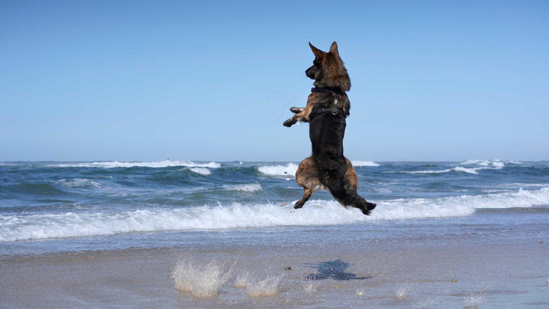 Ein springender Schäferhund steht in der Luft am Strand in Dänemark.