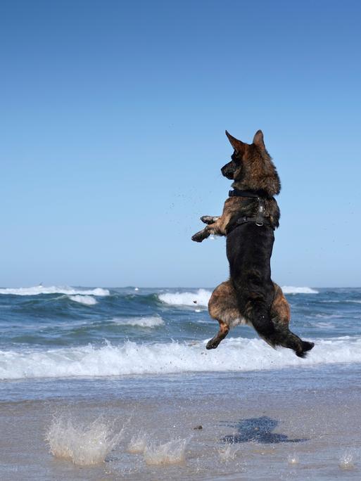 Ein springender Schäferhund steht in der Luft am Strand in Dänemark.