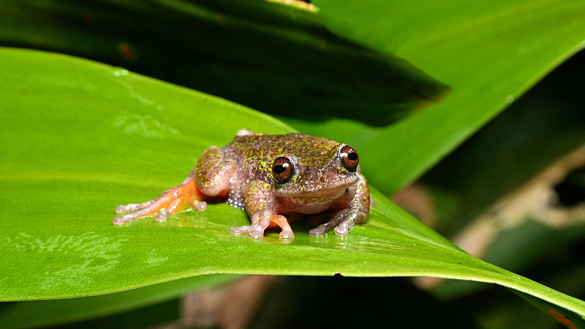Ein braun-grüner Frosch sitzt auf einem großen Blatt. Seine augen sind braun. Er scheint direkt in die Kamera zu blicken. Ein braun-grüner Frosch sitzt auf einem großen Blatt. Seine augen sind braun. Er scheint direkt in die Kamera zu blicken.