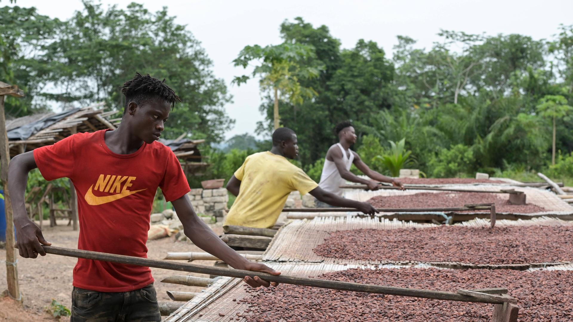 Ein Kakaobauer in der Elfenbeinküste bei der Arbeit. Ihr Land ist besonders vom Verkauf der Kakaobohnen abhängig. 