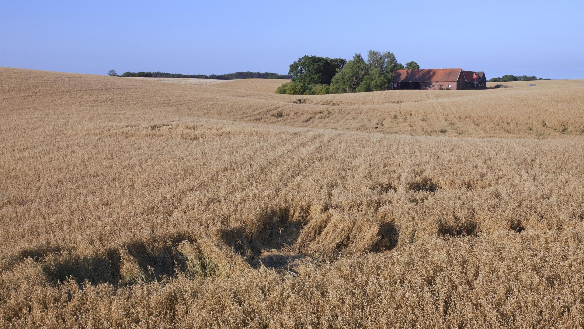 In einem Getreidefeldern steht ein einsamer Bauernhof. 
