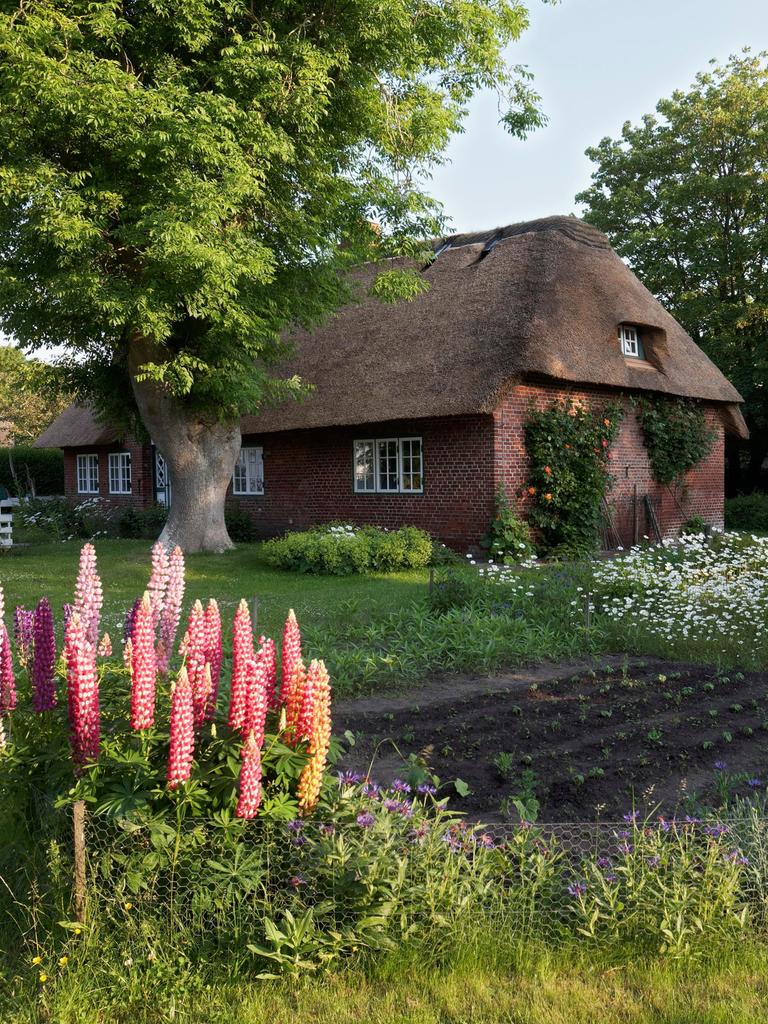 Ein Haus mit Reetdach in Schleswig-Holstein steht in einem ländlichen Garten mit Bäumen. In dem Bauerngarten wachsen violette Lupinen.
