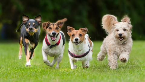 Vier Hunde laufen auf einer Rasenfläche auf die Kamera zu.