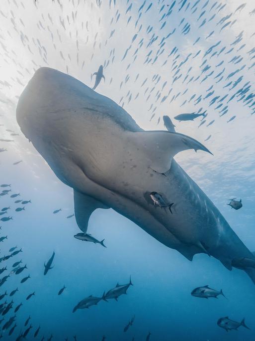 Ein Walhai schwimmt unter Wasser durch einen dichten Fischschwarm im offenen Meer. Sonnenlicht dringt von oben ins blaue Wasser ein.